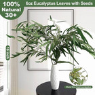 30 pcs Natural Dried Seeded Eucalyptus Stems  6oz Real Willow Eucalyptus For Sho