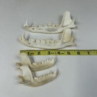 Assorted 2 Coyote Jaws 2 Racoon Jaws Real Taxidermy Cleaned Goth Weird Odd  2686