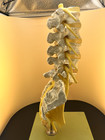 Somso Lumbar Vertebral Model
