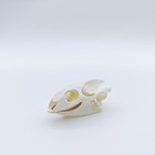 Zonyanso Natural Animal Skull Real Bone Specimen Taxidermy Fox Raccoon   