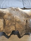 Bison Skull Cap Real 22 Inches