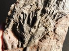 Larger  430 Million Year Old  Crinoid Fossil Or Sea Lily Fossil Morocco 922gr