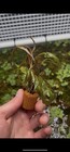 Hygrophila Pinnatifida    rosus    - Live Aquarium Plant - 5 Stems