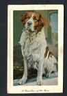 Great Britain   Beautiful Dog Postal Card From 1910 - Rotherwhithe - Used