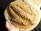 Huge  530 Million Year Old  Andalusiana Trilobite Fossil Anif Morocco 4098gr