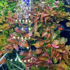 6 Ludwigia Palustris Bundle Live Aquarium Plants