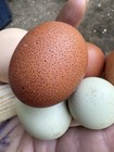 Welsummer Hatching Eggs 5  Speckled Eggs  Purebred
