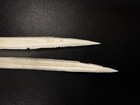 Southern Stingray Barb Gulf Ray Stinger Educational Spine Giant 6-7    2 Piece Set