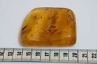 Gold Colombian Copal  Many Bugs And Nice Wings