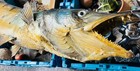 Predatory Fish Taxidermy Mount Large