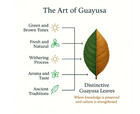 Pacha Guayusa Tea 2lb Organic Loose Leaf 66mg Caffeine Yerba Mate Alt
