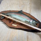 Vintage Rainbow Trout Taxidermy Fish Mount On Plaque 30    15lb Caught 1979