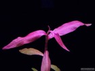 3 Stems Persicaria Sao Paulo  Live Aquarium Plants Free S h  Rare   Gorgeous   