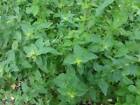 Greek Oregano  Winter Marjoram  Herb  Non-gmo  Variety Sizes  Free Shipping
