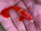 1 Trio     Abino Koi Red Ear- Live Aquarium Guppy Fish-high Quality Vip  Great A  