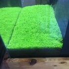 Aquarium Plant Seeds Fish Tank Aquatic Water Grass Foreground Easy Plants 5g 