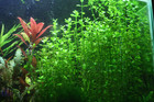 15 Moneywort Plant Plants Live Aquarium Plants Aquascaping Planted Tank Easy  