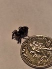 Phidippus Audax Juvenile Jumping Spider Orange Spot