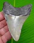 3 75  Megalodon Shark Tooth  Real Fossil North Carolina  Usa - No Restorations