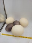 Lot Blown Ostrich   Emu Eggshells Large Natural Eggs Craft Rustic Farm Decor