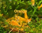Orange Shrimp Pack Live Shrimp For Aquarium Healthy Tank Freshwater Aquatic Shri
