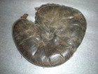 Antique Vintage Buckle Strap Catchers Baseball Glove Mitt