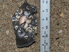 Rare Iridescent Ammonite Cluster - Deshayesites   Aconeceras - Saratov Russia
