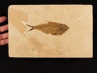 X-ray Bones  50 Million Year Old Diplomystus Fish Fossil Wyoming 307gr