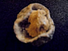 Brachiopod Crystallization Fossil