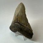 Megalodon Shark Tooth 4 45 Inch - Serrated - Authentic Fossil - Natural 20333