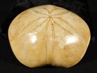Big  Polished 150 Million Year Old  Sand Dollar Fossil Madagascar 253gr