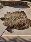      Authentic Rustic Full-size Bison Buffalo Hide Rug W Tail- 6 5x6 Ft