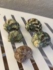 Beautiful Natural Blue green Turbo Hermit Crab Shells 