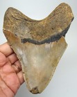 Megalodon Shark Tooth - Real Fossil Xl 5 09    - Huge Shark Teeth No Restorations