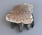 Fossil Alligator Jaw With 4 Teeth    