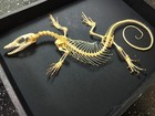 Real Water Monitor Lizard Taxidermy - Whole Body Skeleton
