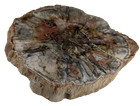 Petrified Wood Stone Decorative Crystal Slices  four Sizes 