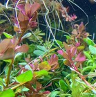 6 Rotala Macrandra Bundle Live Aquarium Plants