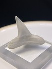 Rare White Fossil Bv Lemon Shark Tooth Fossils Sharks Teeth Megalodon Florida
