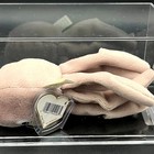 Inky - Tan No Mouth Authenticated Ty Beanie Baby 2nd Gen Hang Tag 1st Gen Tush