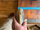 Petrified Oyster Shell  Fossil  From East Tennessee 10    10 Lbs