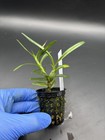 Maxillaria Spilotantha Compact Orchid Species Bloom Size