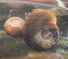 Live Aquarium Snails Tank Raised Algae Cleanup Crew Freshwater Starter Pack