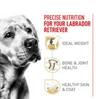 Royal Canin Breed Health Nutrition Labrador Retriever Adult Dry Dog Food  30-lb