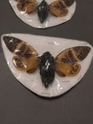 6 Real Cicada Insect Collection Specimen Taxidermy Beetle Gothic Decor