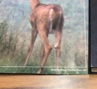 Vintage   Rare Straub Beer Buck With Fawn Poster  Nos  18  X 24  