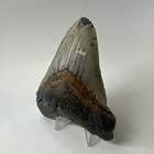 Megalodon Shark Tooth 4 26 Inch - Colorful - Wide Fossil - Authentic 20224