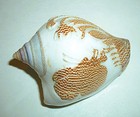 Beautiful Small Conch Shell 2 25  Home Decoration Sea Snail Shells Excellent