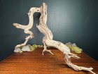 Xl 27    Manzanita Driftwood Branch  Aquarium  Terrarium  Aquascape  home Decor