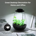 Mini Desktop Glass Plant Terrarium With Grow Light - Planter For Succulent Mo   